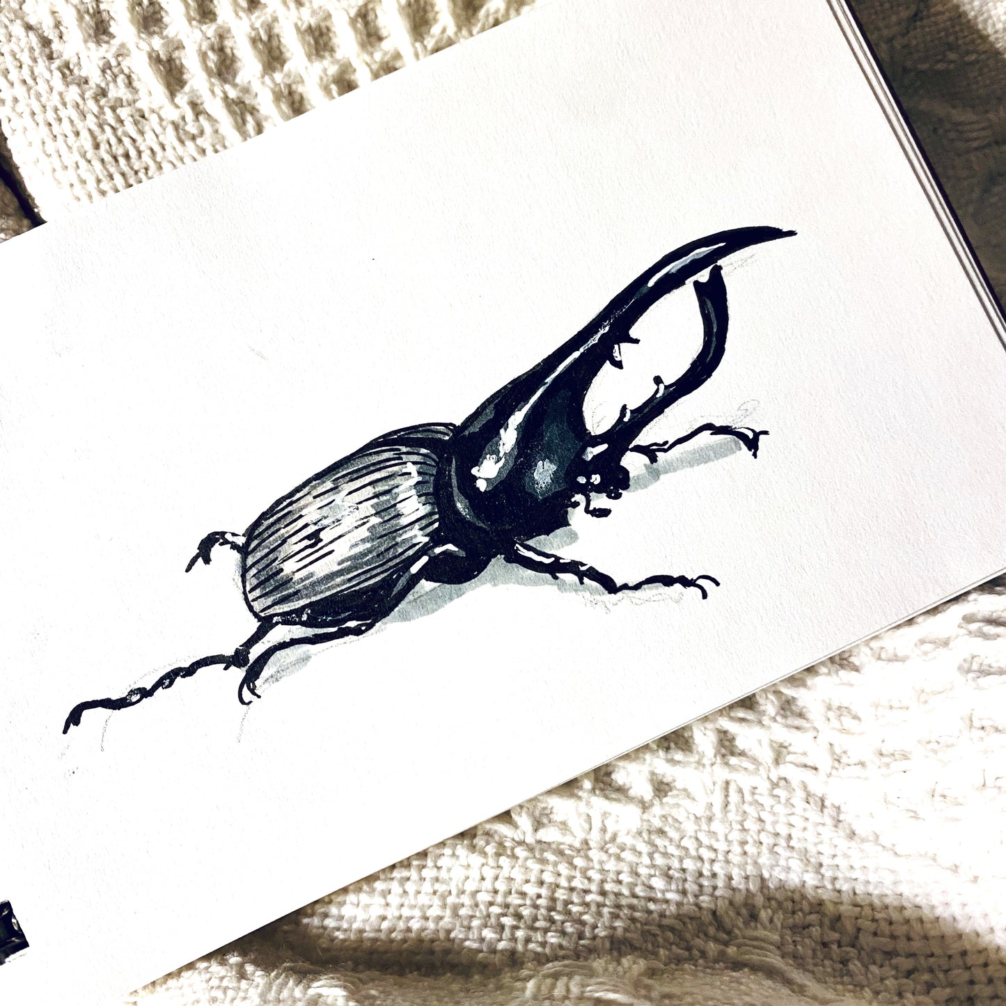 Hercules Beetle