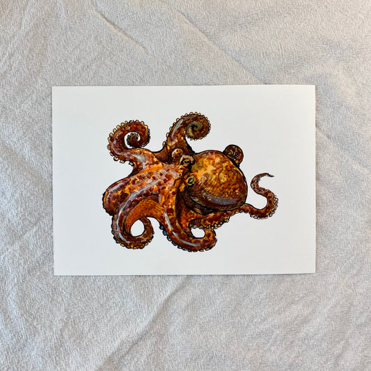 Octopus