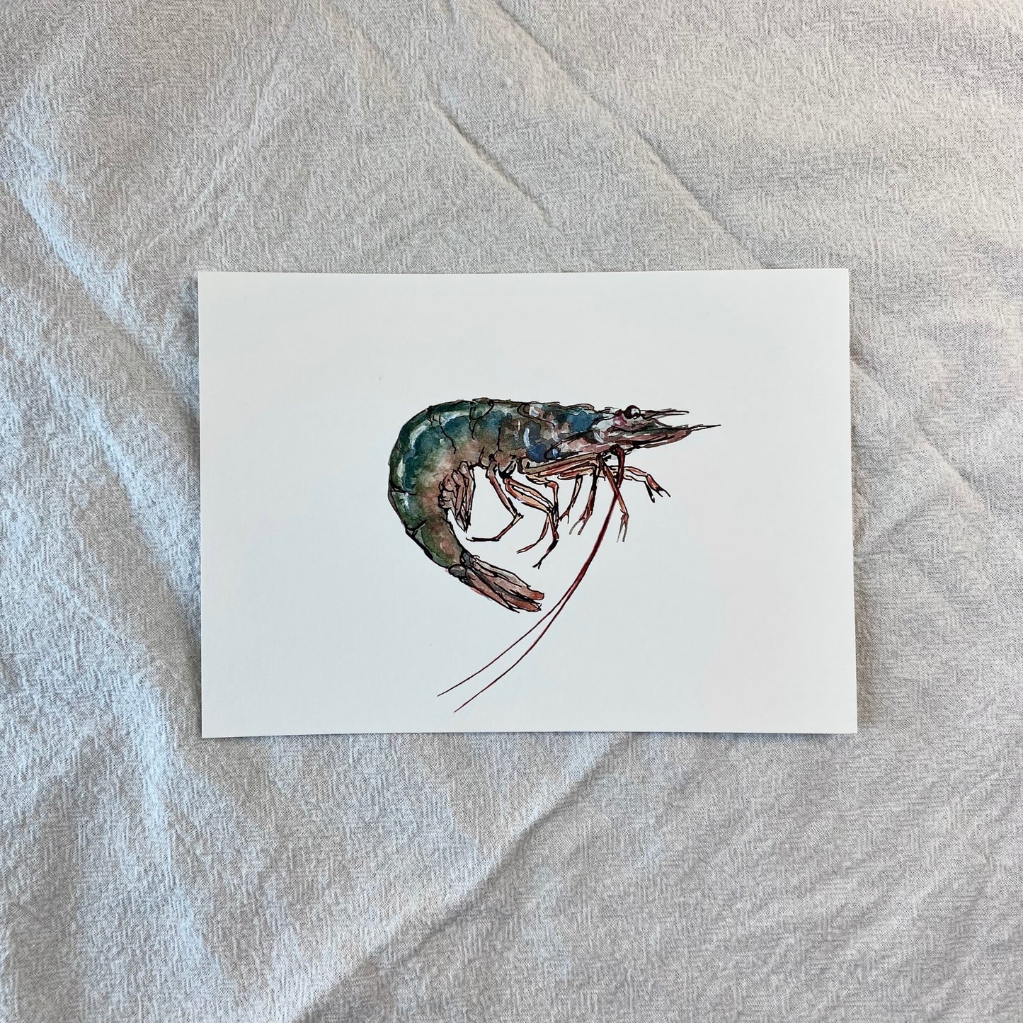Shrimp