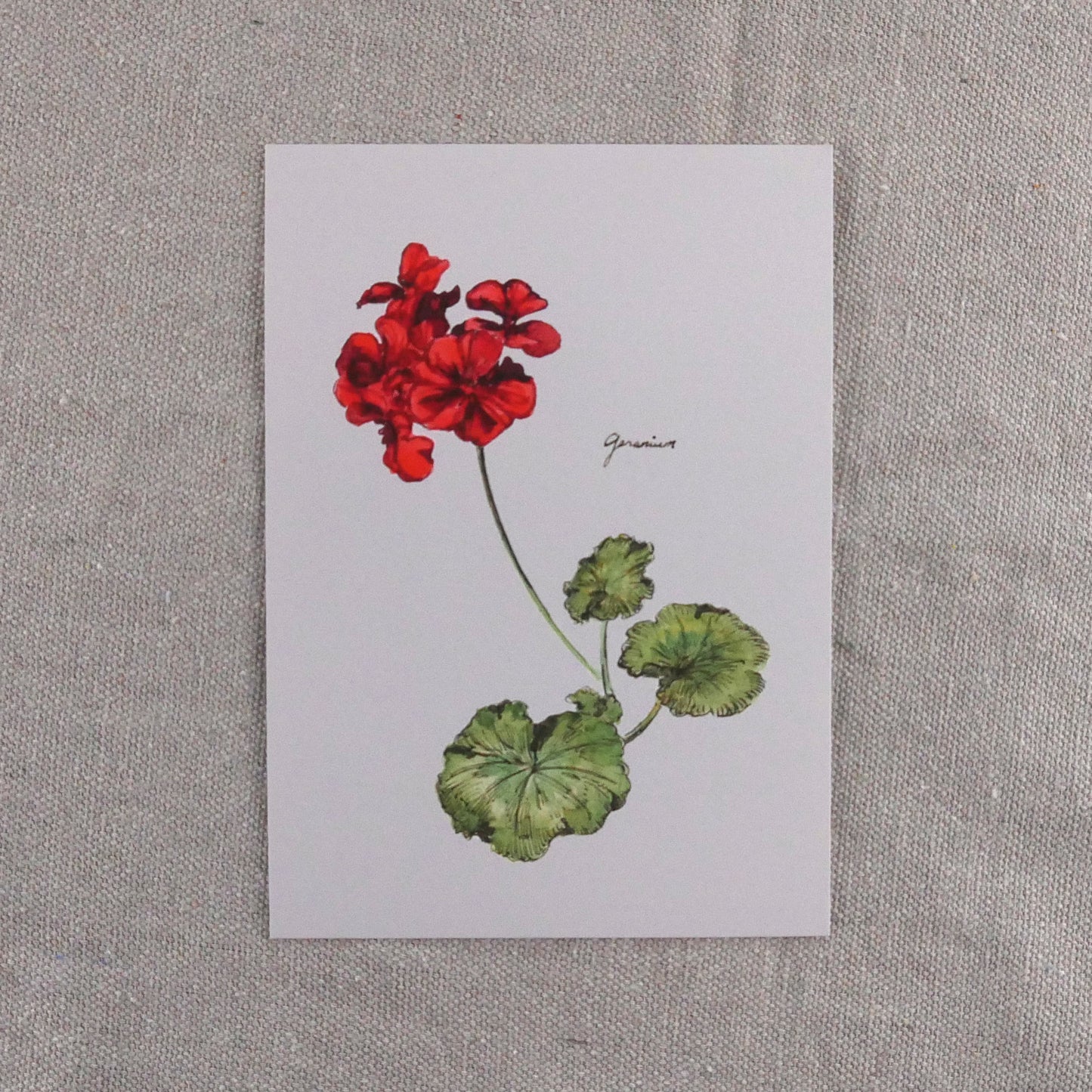Red Geranium