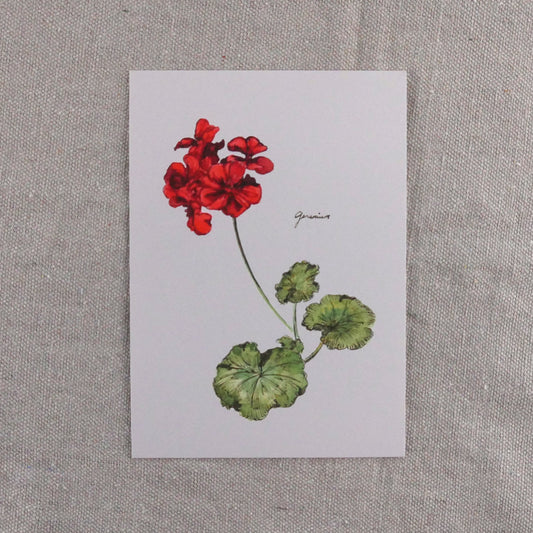 Red Geranium